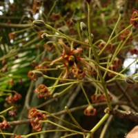 Sterculia balanghas L.